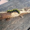 Chenille de la noctuelle de l'Aulne. mon jardin. Bruno Godet